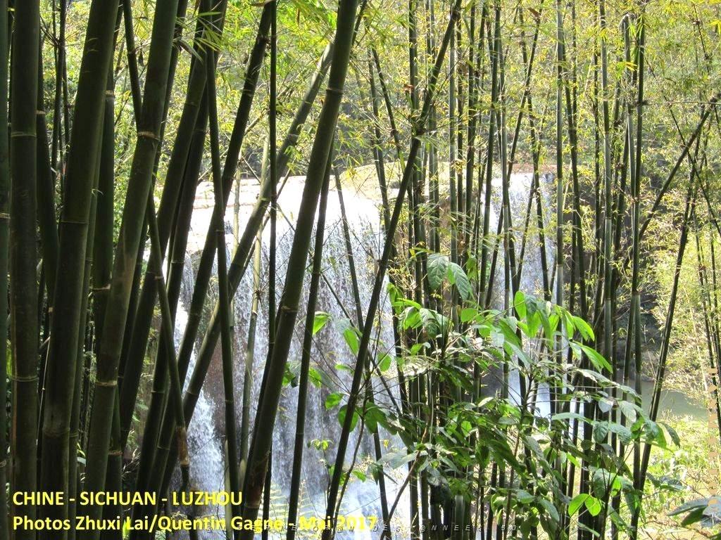 Luzhou 087.JPG